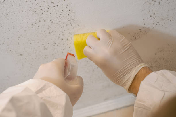 Biohazard Mold Removal in Decatur, IL