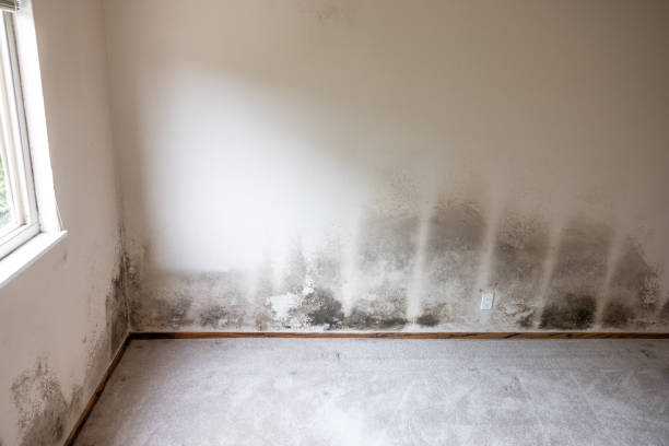 Best Basement Mold Removal  in Decatur, IL