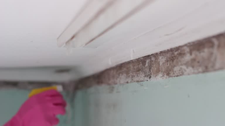 Best Mold Damage Restoration  in Decatur, IL